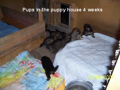 puppyhouse.jpg